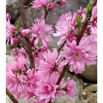 국도화나무 3년개화주 R2~3점 관상수 관목류 원예 분홍복숭아꽃 겹복숭아꽃 서울농원묘목