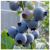 블루베리 다로우 [3년생 포트] kjot