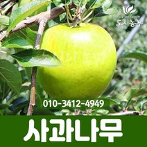 사과/썸머킹/R3~R4/결실주/1등묘/국산/특묘/사과나무/과일/농사/꽃/나무/유실수/조경수/묘목/도시농부