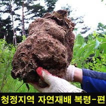★쭈니파파몰★ 고씨네 복령300g 복령 재배복령 복령고 한약 편복령, 본상품, 쿠팡 본상품선택