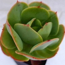 둥근잎비취후리데 다육이 붉게 예뻐지는 다육 식물 랜덤1-45
