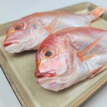 반건조 꽃돔 말린 흰살 생선 특대사이즈 300-395g 1마리