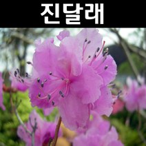 진달래 나무 묘목 H40~60cm 뿌리 20개/정원수 조경수, 20개