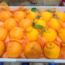 [제주한라봉] 산지직송 명품 고당도 한라봉 프리미엄 선물용 가정용 3kg 5kg, 선물용(대과) 5kg