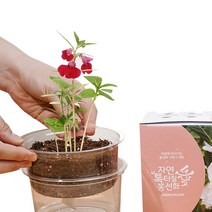 봉선화 키우기 올인원 키트 세트 다이소, 1) 자연애 봉선화 키우기 키트