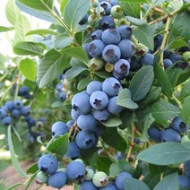 블루베리 M7 3년생 나무 묘목, 3년생포트묘, 1개