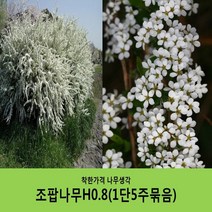 착한가격 나무생각 조팝나무 묶음모음, 조팝나무H0.8(80cm) 5주묶음
