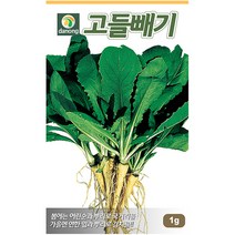 다농 잔대 1g - 씨 씨앗 잔대씨앗 잔대씨 딱주 사삼 나물씨앗 민속채소 채소씨 채소씨앗 딱주씨앗 딱주씨, 02_다농_고들빼기(1g)