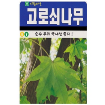고로쇠 단풍나무 씨앗(100립)(A0578)