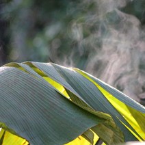 [미스터과일왕] 베트남 생 바나나잎 (Vietnam Banana Leaves), 1박스, 10kg 10팩