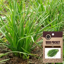 화분월드 채소 씨앗(잎채소류), 부추, 1개