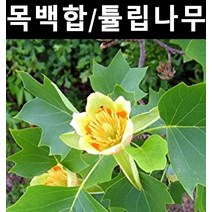목백합(튤립나무) 실생2년 뿌리 5개/나무 묘목/관상수