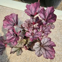 봄바람가든 휴케라 스펠바운드 10cm포트 꼼꼼한포장 노지월동식물 다년초 음지식물