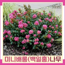 배롱나무 묘목 미니백일홍 15cm포트묘 개화주 2개