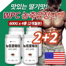 코스트코 단백질 쉐이크 프로틴 여자 남자 벌크업 운동보조제 딸기맛 초코맛 농축유청단백질 분말 가루 필수아미노산 비타민, 600g, 4통(초코맛)