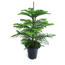 소예방 아라우카리아 (대품) 아라우카리아키우기 식물인테리어 반려식물 애완식물 미세먼지제거식물