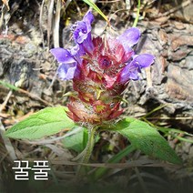 코리아팜 꿀풀 100g