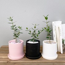 [1+1 SET] 축복의 나무 공기정화식물 키우기쉬운 반려식물 올리브 도자기화분, 도자기 화이트, [1+1SET]도자기핑크+화분받침, 화분받침(2개)