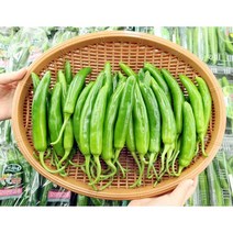 산지직송 당일수확 건강하게 키운 그린 풋고추, 1kg, 1개
