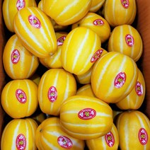성주 꿀 참외 산지직송 고당도, 10kg(대과), 1박스