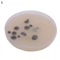 세균 배양 실험 5인 세트 만들기 과학 교구 장난감 상자 놀이 준비물 학습 실험교구, 상세페이지 참조, 상세페이지 참조