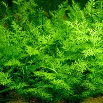 PRFISH 후경수초 아메리칸 스프라이트, 1촉