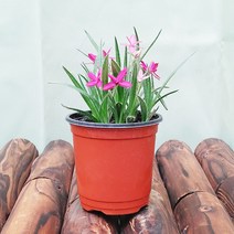 [하늘꽃농원] 설난 로도히폭시스 구근을 가진 봄꽃 설란