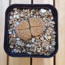 리톱스 키우기 예쁜다육 2-30 랜덤, 단품