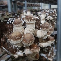 착한송이 무농약 송이향 표고맛 착한송이버섯 실속형 500g, 1개, 500(g)