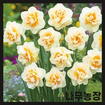 (나무농장) 수선화구근 플라워 퍼레이드 ( 5개묶음 )