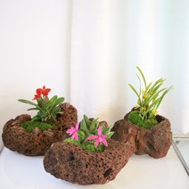 미니분경 이끼 석곡 화산석 화분 DIY 키트 테라리움 만들기, 1. 카틀레야 레드돌, 1개
