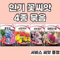 인기꽃씨앗 4종 묶음 양귀비 물망초 쑥부쟁이 겹접시꽃, 10set