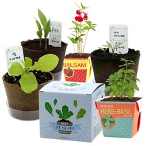 레드포인트 공기정화 반려식물 생태교구 모종키우기 25종(팜팜농장 에코팟 컵가든 플라워캔) 새싹재배기, G21 컵가든 스위트바질