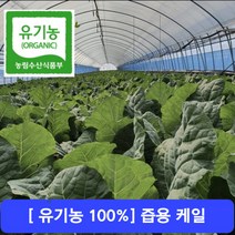 [유기농100%] 건강하고 안전한- 산지직송 케일 즙용 1kg 2kg 3kg, 1) 유기농 즙케일 1kg