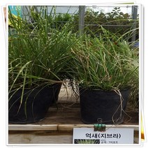 억새 /지브라/모닝라이트/파랑새/그린라이트/미니억새/골드바
