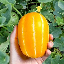 성주 꿀 참외 가정용 선물용 산지직송, 실속못난이(혼합), 1kg, 1개