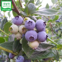 초록사랑 무농약 국산 블루베리 냉동생과 (특품), 1개, 3kg(특품)