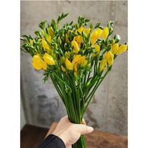 프리지아꽃 5단 (50대) 특상품 생화택배 후리지아 꽃다발, 프리지아5단