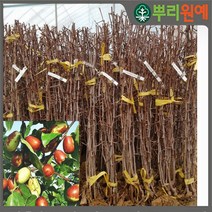 복조대추나무 보은대추나무 묘목 2년생 봄에 심을만한 묘목 ys