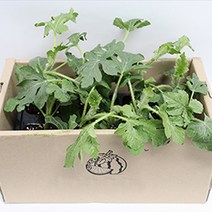 망고수박 모종 베란다 식물 과일 키우기 세트 주말농장 텃밭 1박스 10모종, 단품