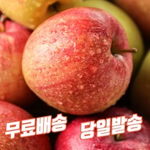 경북 영천 맛있는 아삭한 신선한 달콤한 꿀사과 부사 흠집 5kg 10kg 한박스