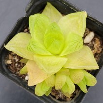 꽃다리 보초금 37 다육금 아이만배송