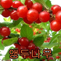 앵두+왕대추 접목1년생1묶음 묘목 꽃나무 과일나무 유실수 과실수