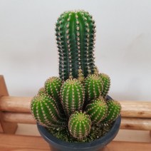 [용이네 화원] 초록초록 몽글몽글한 그라노비아 130 농원