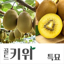 [경민농원]골드키위 3+1 셋트(일반대목 바운티71대목)/ 키위묘목 나무, 일반대목