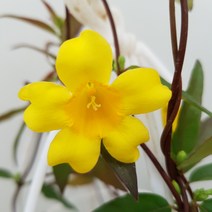 [용이네 화원] 천진난만 노란꽃 개나리 쟈스민 119 농원