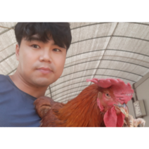노계닭 폐계 (생닭) 특대 1마리 - 마리당 1.4kg이상~, 3마리