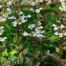 어린모종] 펜스테몬-허스커레드스트레인(자엽펜스테몬) 포트 /5개 B1895, 5개