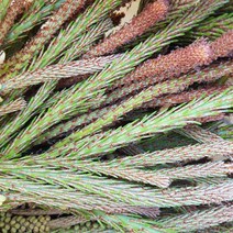 솔순1kg 솔잎순 어린솔잎 솔순청 솔순주 담금주 솔잎효소 솔순효소 엑기스 생솔순 소나무순 송순 소나무새순 1kg, 1개, 1kg