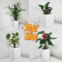 개업화분 개업화분당일배송 당일금전수 개업화분금전수 돈나무 당일배송 금전수 스투키 개업선물당일배송 개업선물 식당개업화분 카페 중형개업화분 소형개업화분 소형금전수, 4.아레카야자, 1개, 직접배송서울/구리/하남/성남/과천/안양/의왕/군포/광명